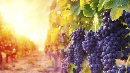 In vino veritas. Vinic na jihu Moravy přibylo, pěstitelů je však méně