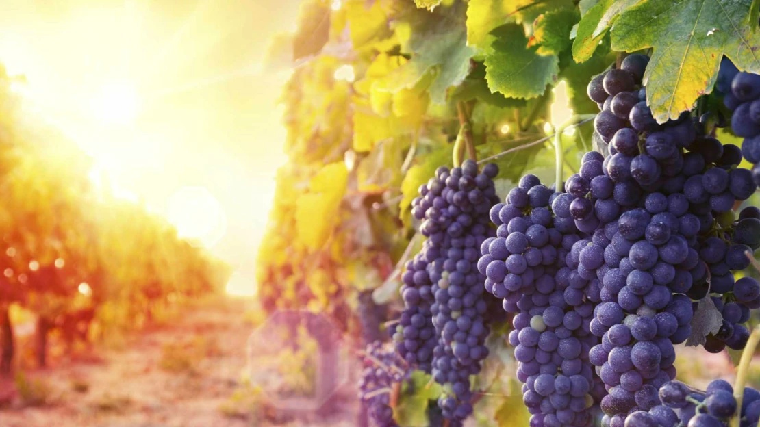 In vino veritas. Vinic na jihu Moravy přibylo, pěstitelů je však méně