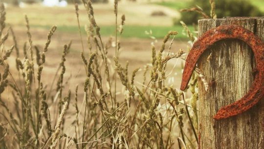 Kde je štěstí? Studie radí, kde hledat a nehledat spokojenost