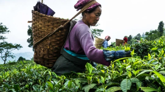 Zlato v šálku se loučí s hlučnou tradicí, Darjeeling míří do virtuálního světa