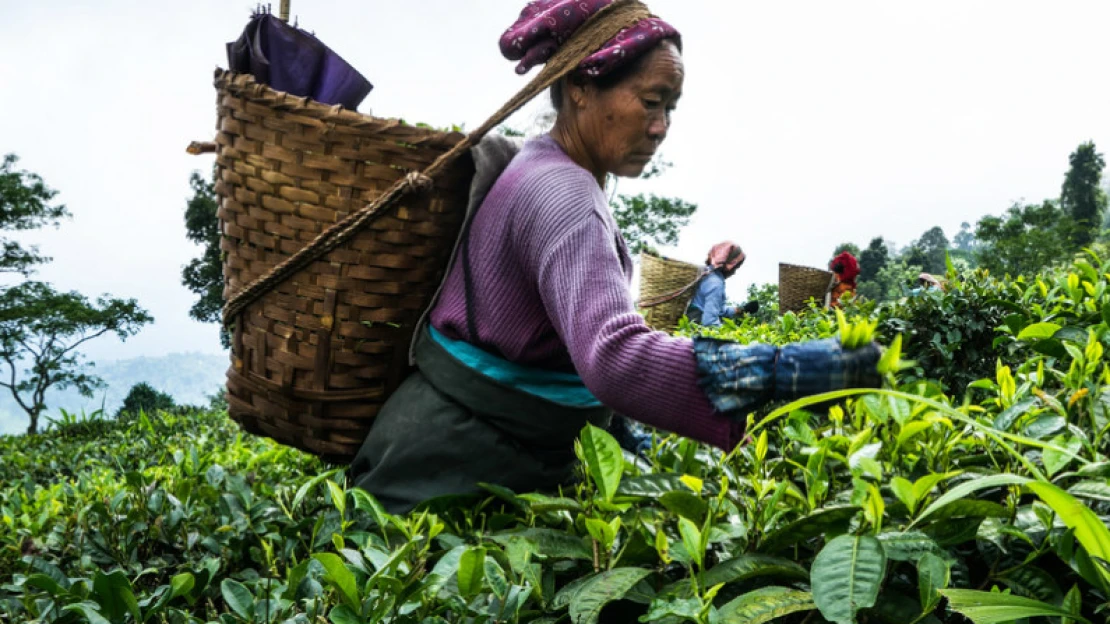 Zlato v šálku se loučí s hlučnou tradicí, Darjeeling míří do virtuálního světa