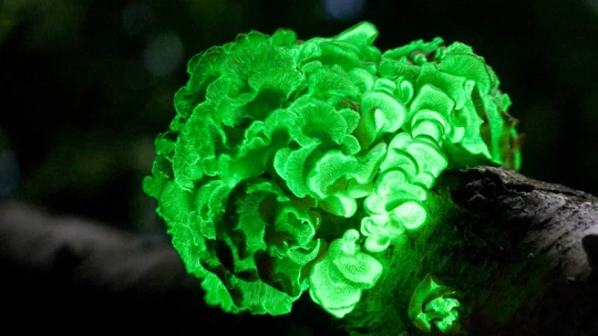Pouliční lampy už nebudou potřeba. Vědci přišli na to, jak rozsvítit stromy
