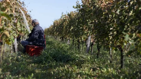 Návrat k&nbsp;dávným kořenům. Vyzkoušejte víno bez make-upu