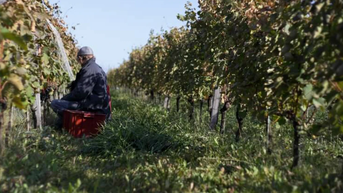 Návrat k&nbsp;dávným kořenům. Vyzkoušejte víno bez make-upu