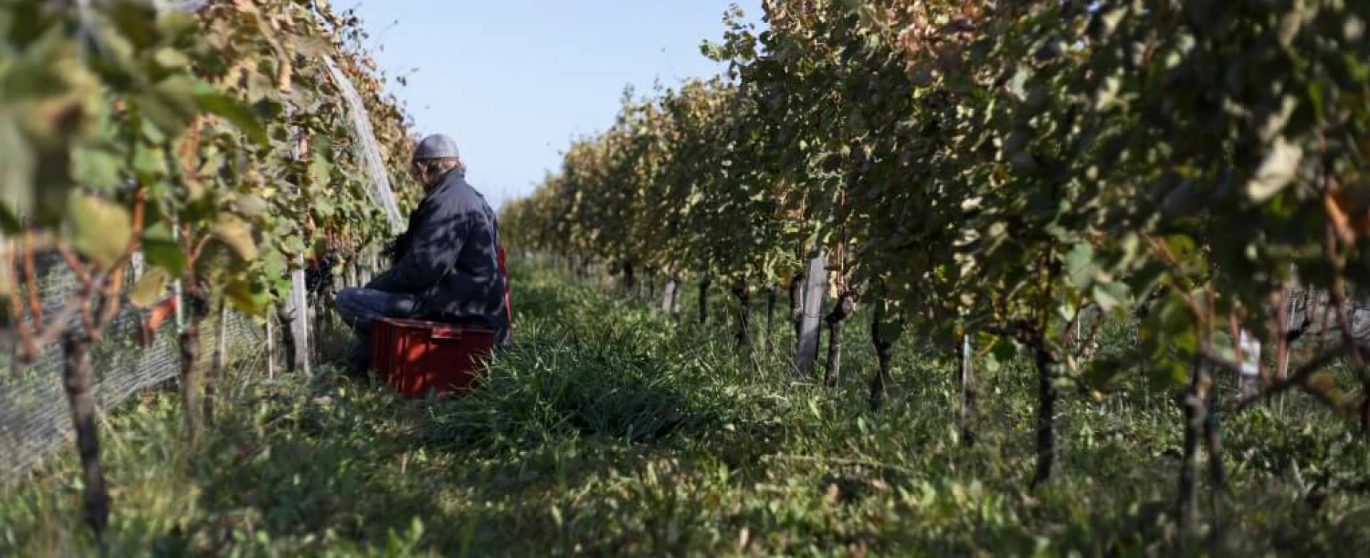 Návrat k dávným kořenům. Vyzkoušejte víno bez make-upu