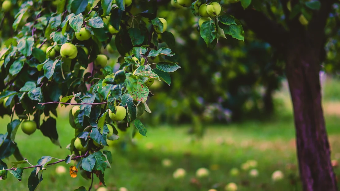 Co budeme jíst v budoucnosti? Grilované cvrčky s nesmrtelnou kukuřicí