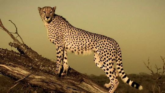Stručná příručka pro všechny, kteří se poprvé chystají na safari v&nbsp;Jižní Africe
