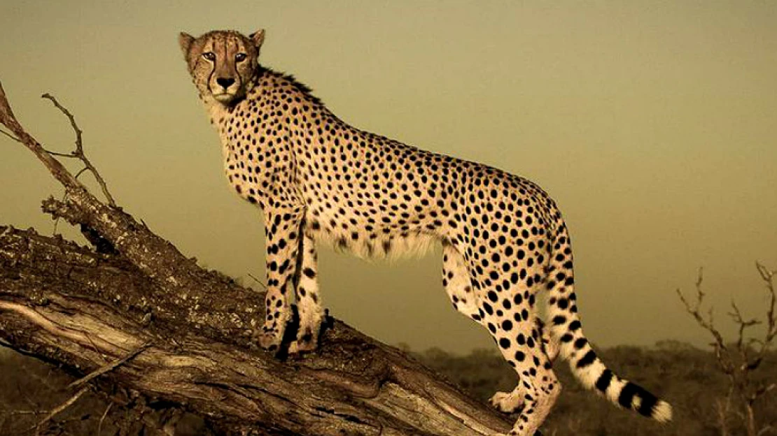 Stručná příručka pro všechny, kteří se poprvé chystají na safari v&nbsp;Jižní Africe