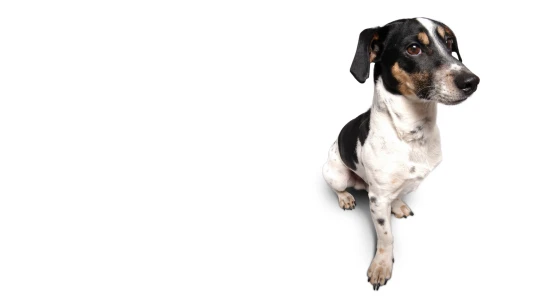 Seznam se otevírá Číně. Opět tam funguje, navíc začal jednat s Huaweiem