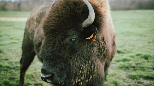 První malý zubr a povinná jóga. Zprávy, co vám zlepší náladu