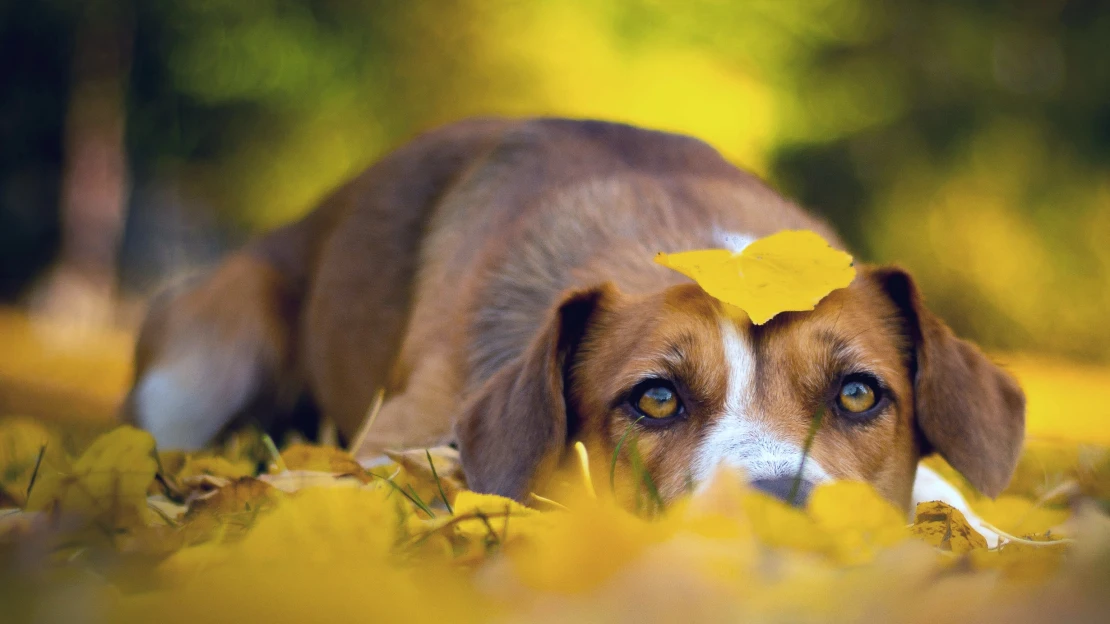 Uzemněte se. Jde to, i když je venku počasí, kam byste psa nevyhnali
