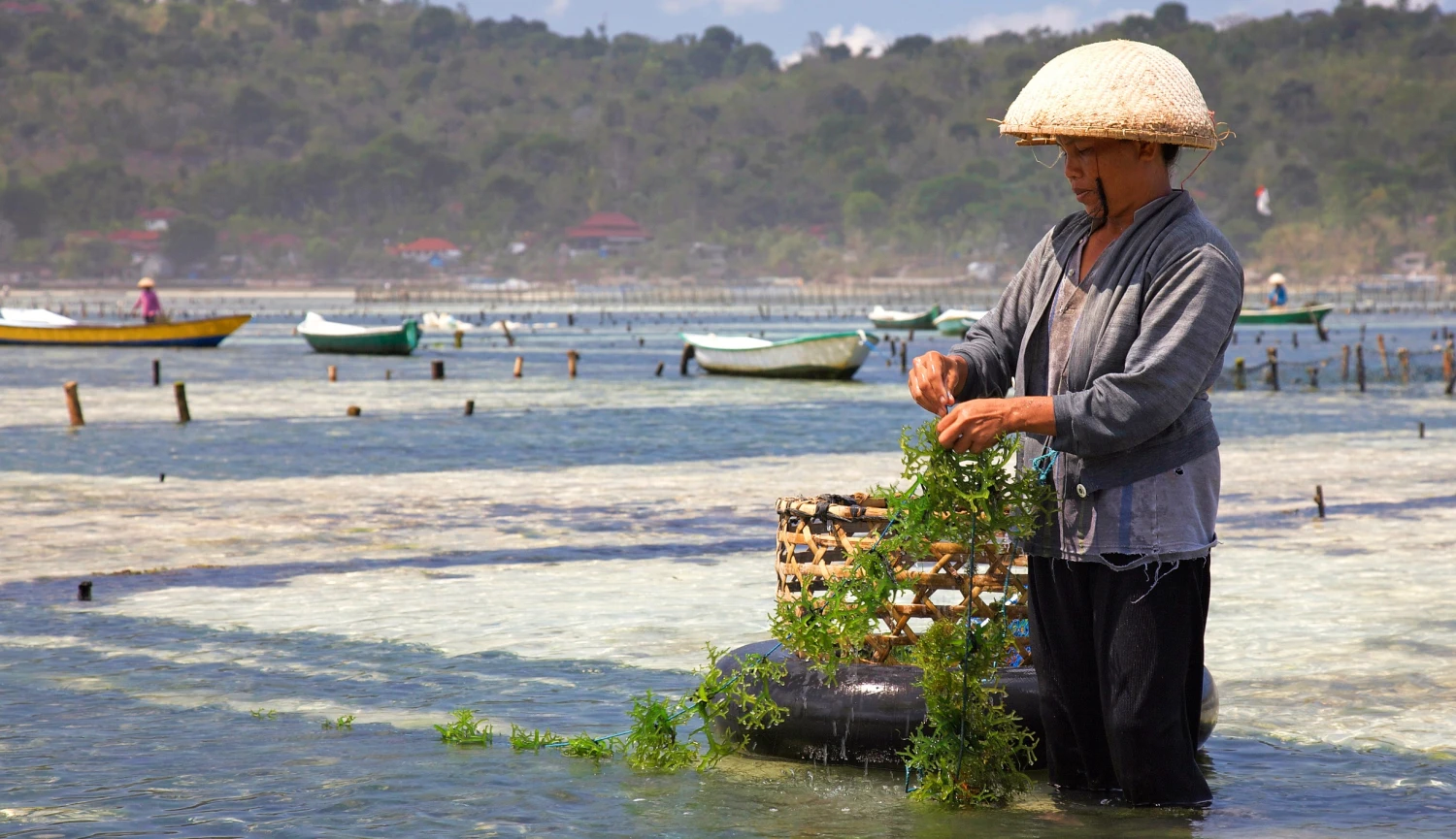 Co si počít na Bali, když nejsou turisté? Místní farmáři obnovují tradici s globálním potenciálem