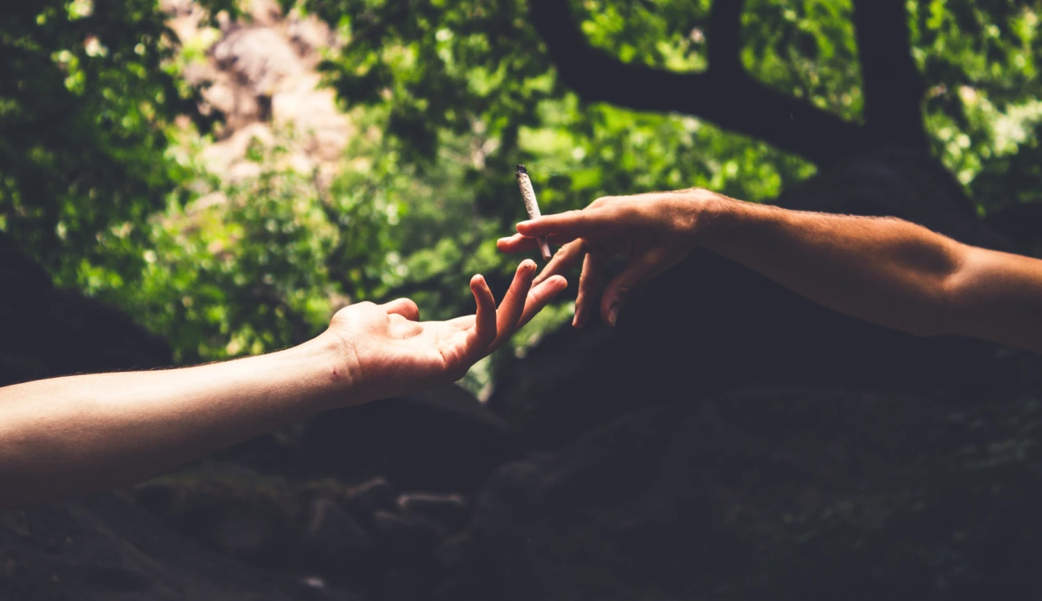 Joint venture. Marihuana už zajímá i tabákové firmy