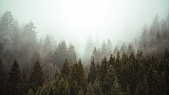 Lesy ČR se díky rostoucím cenám dřeva vrátily v pololetí do zisku. Dosáhl 680 milionů