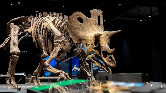Dinosauří byznys. Proč se investice miliardáře Pražáka do pravěku může vyplatit
