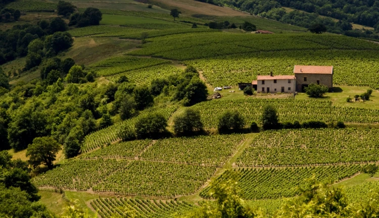 Vinice v Beaujolais