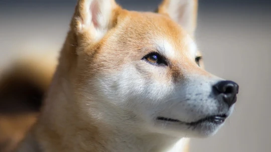 Kryptoměna Floki Inu si značkuje nové území. V metaverzu