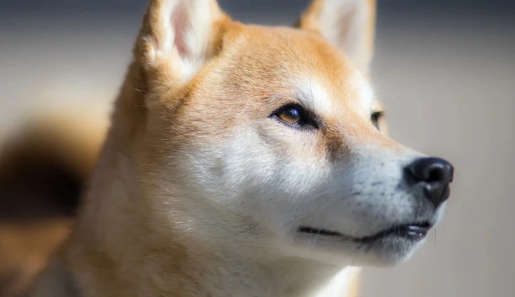 Pes shiba-inu