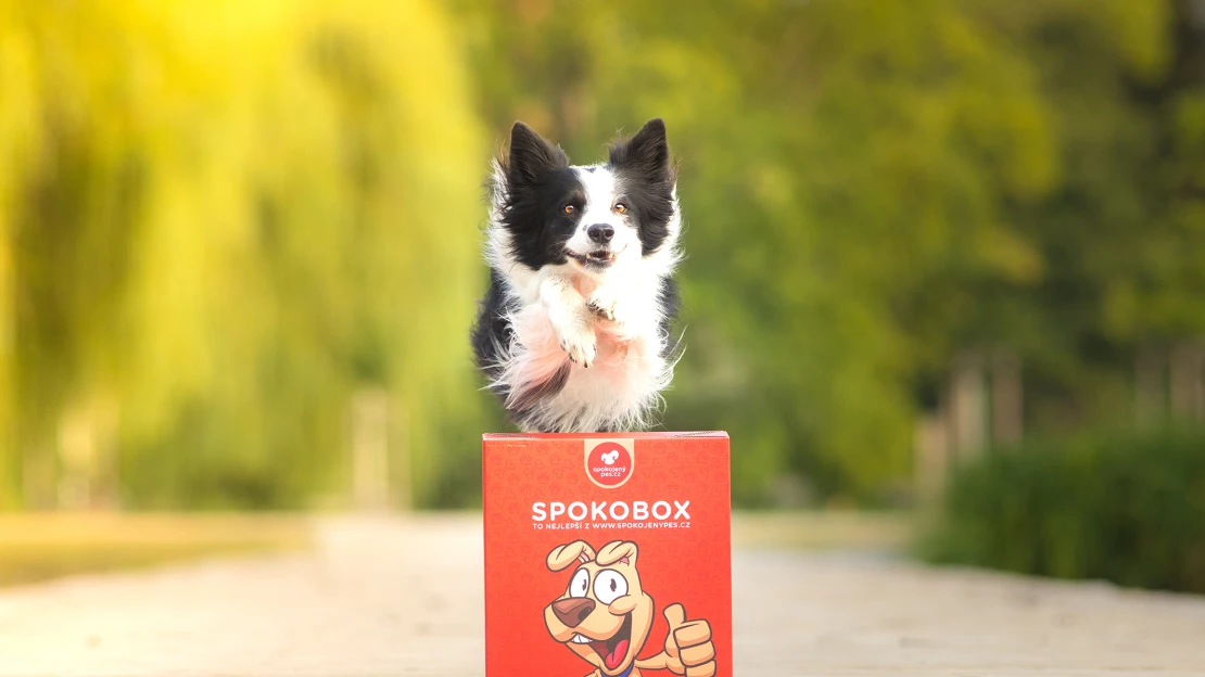Heureka vyhlásila ShopRoku. Mezi vítězi jsou Alza, Spokojený pes i&nbsp;Whoop·de·doo