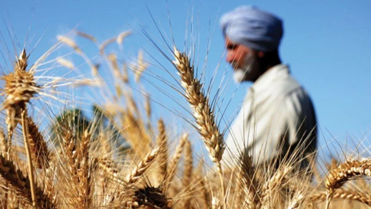 Válka a pšenice. Z Indie se brzy může stát nová obilnice světa, říká indolog Krejčík
