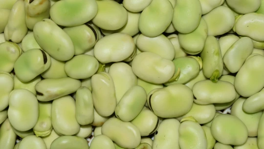 Pokrm faraónů pronikl do fine diningu i lokálních bister. Ochutnejte ho hned, nebo litujte navždy