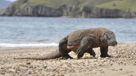 Méně turistů za více peněz. Za komodské draky brzy zaplatíte pořádný balík, zdražuje se i jinde