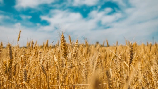 Agrofert míří na východ. Kupuje podíl u&nbsp;rumunské obilné společnosti