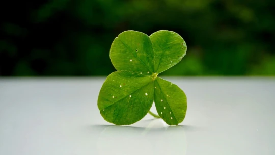 Štěstí začátečníka v investování může být pastí i na vás, varují odborníci