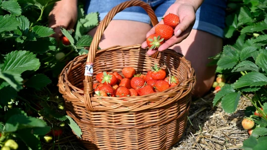 Rande na poli. Samosběry jahod přinášejí zážitek i výraznou úsporu