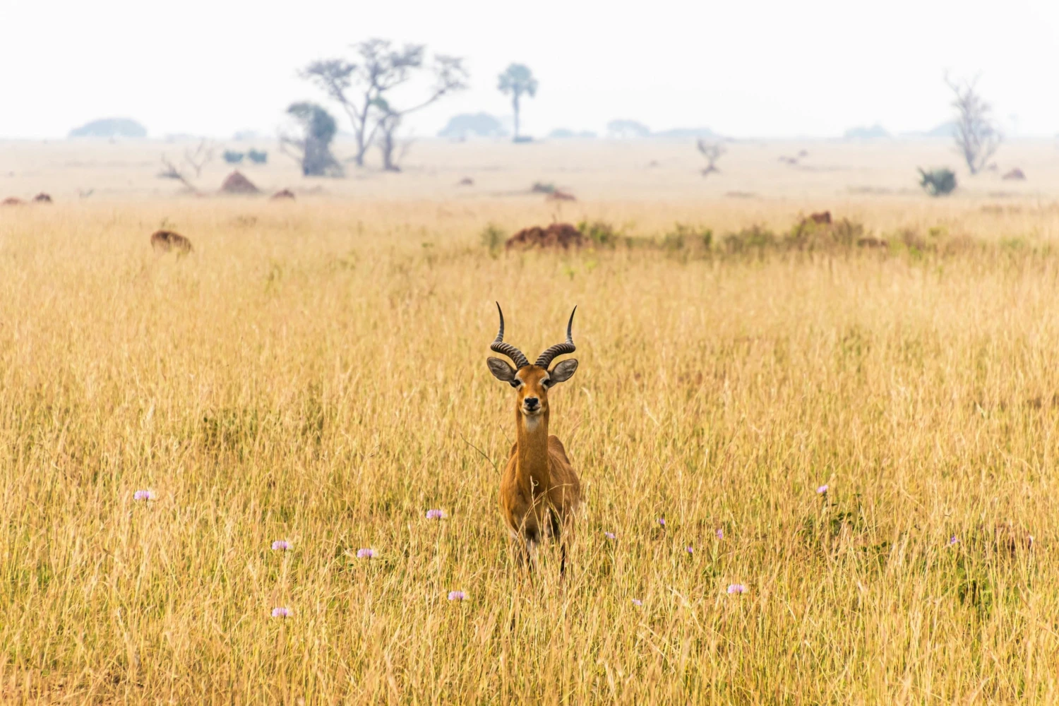 Uganda