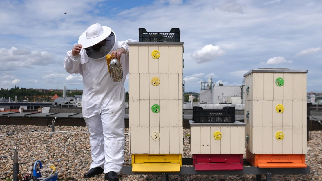 Když šéfkuchař včelaří. Jak menu pražské restaurace osladil vlastní med