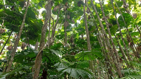 Brazílie ruší sójové moratorium. Amazonský prales čelí hrozbě dalšího odlesňování