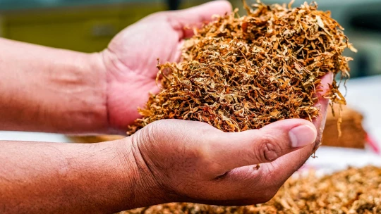 Italové rozkryli nelegální továrnu na cigarety. Majitelé vydělávali v&nbsp;miliardách