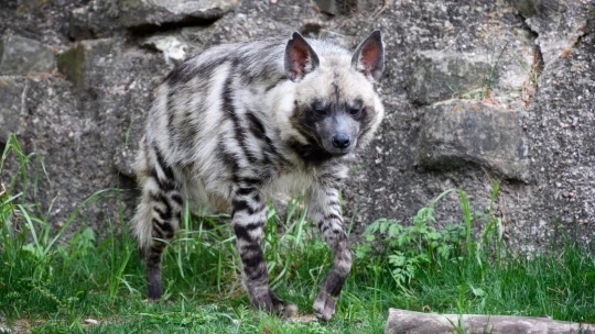 Hyena za pět set korun, plyšáci za miliony. Jak funguje byznys českých zoo?
