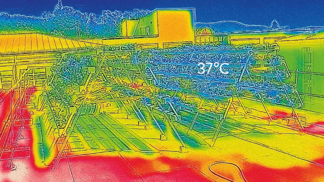 Zelená inovace. Salát, který chladí střechy i klimatickou krizi