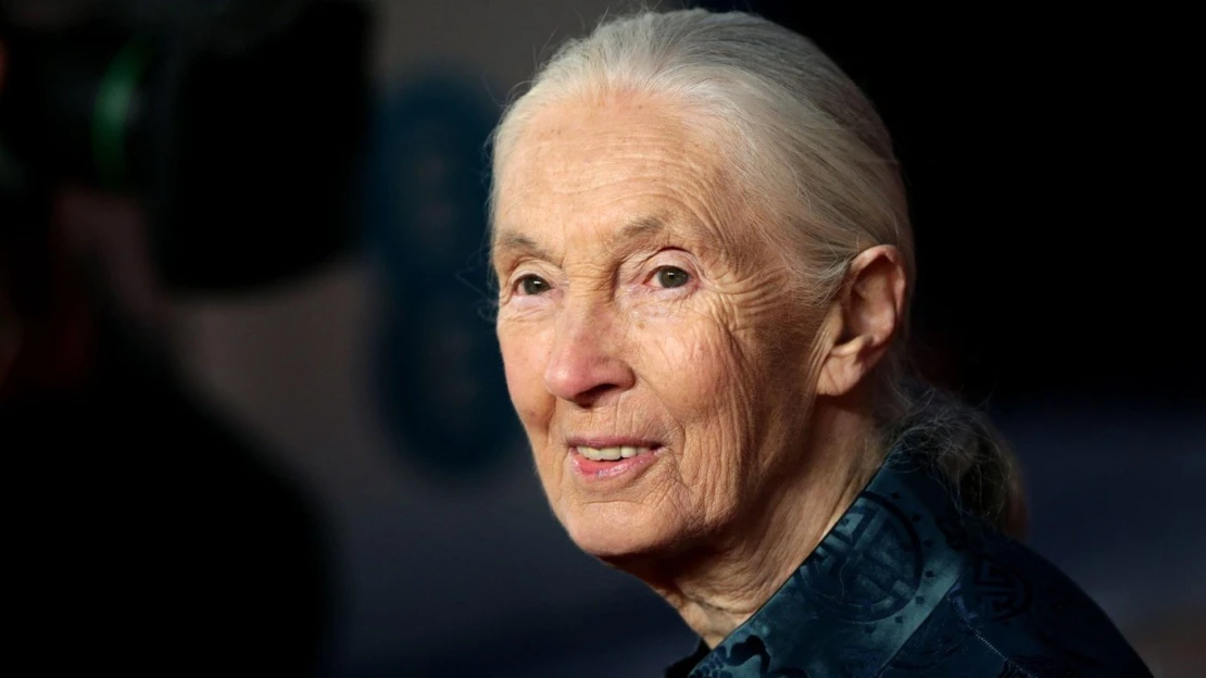 Goodbye, Jane Goodall. Ikona světové vědy i&nbsp;ochrany přírody zemřela ve věku 91 let