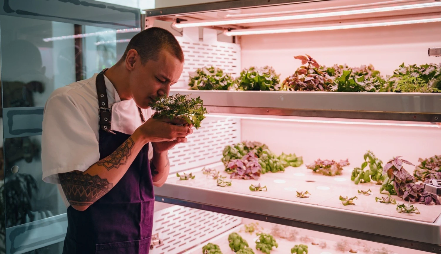 Zelenina ze skříně. Český startup míří s hydroponickými farmami do světa