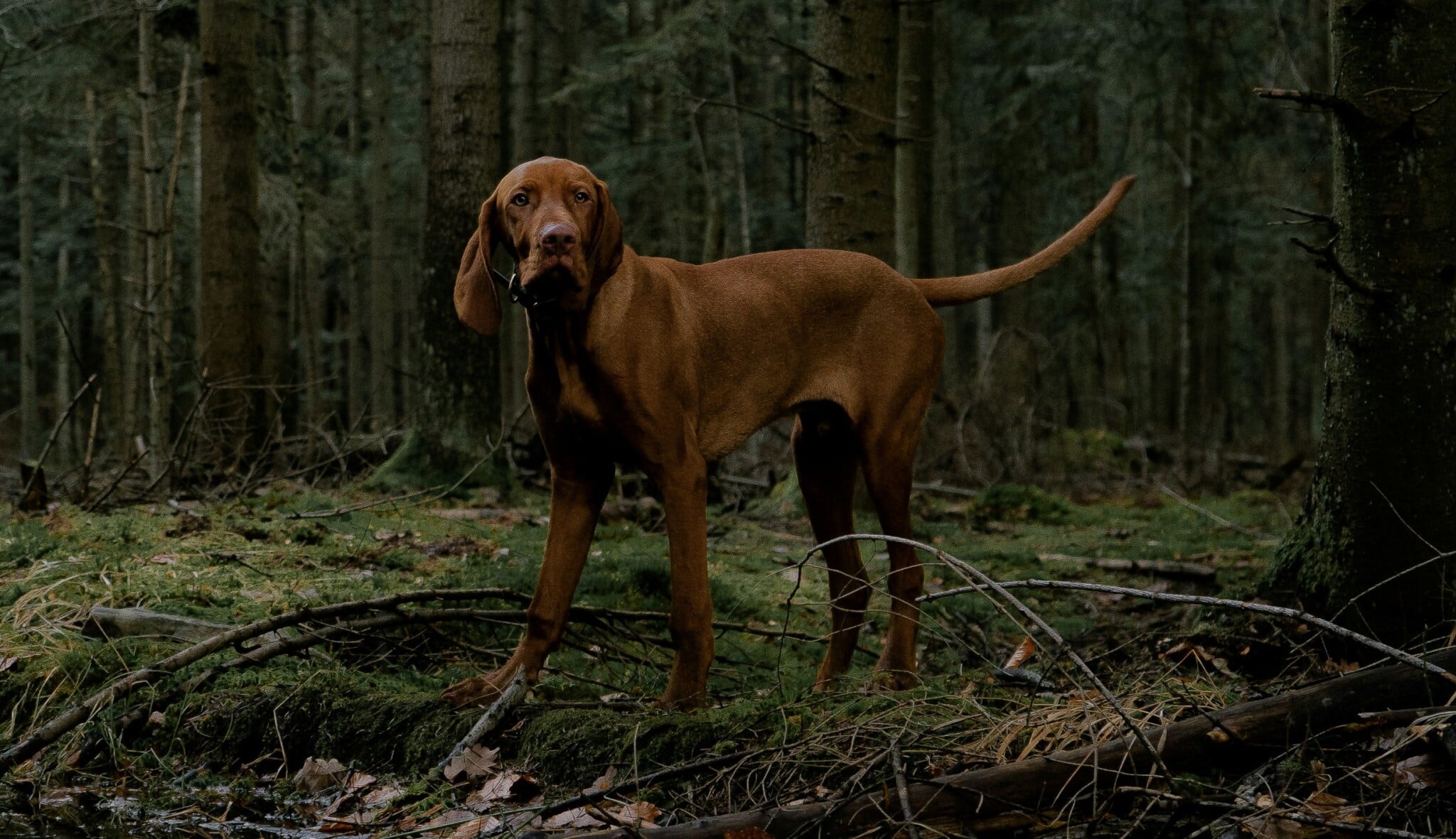 Kam na Valentýna, když nechcete večeři a kino? Netradiční tipy podle Forbesu Life