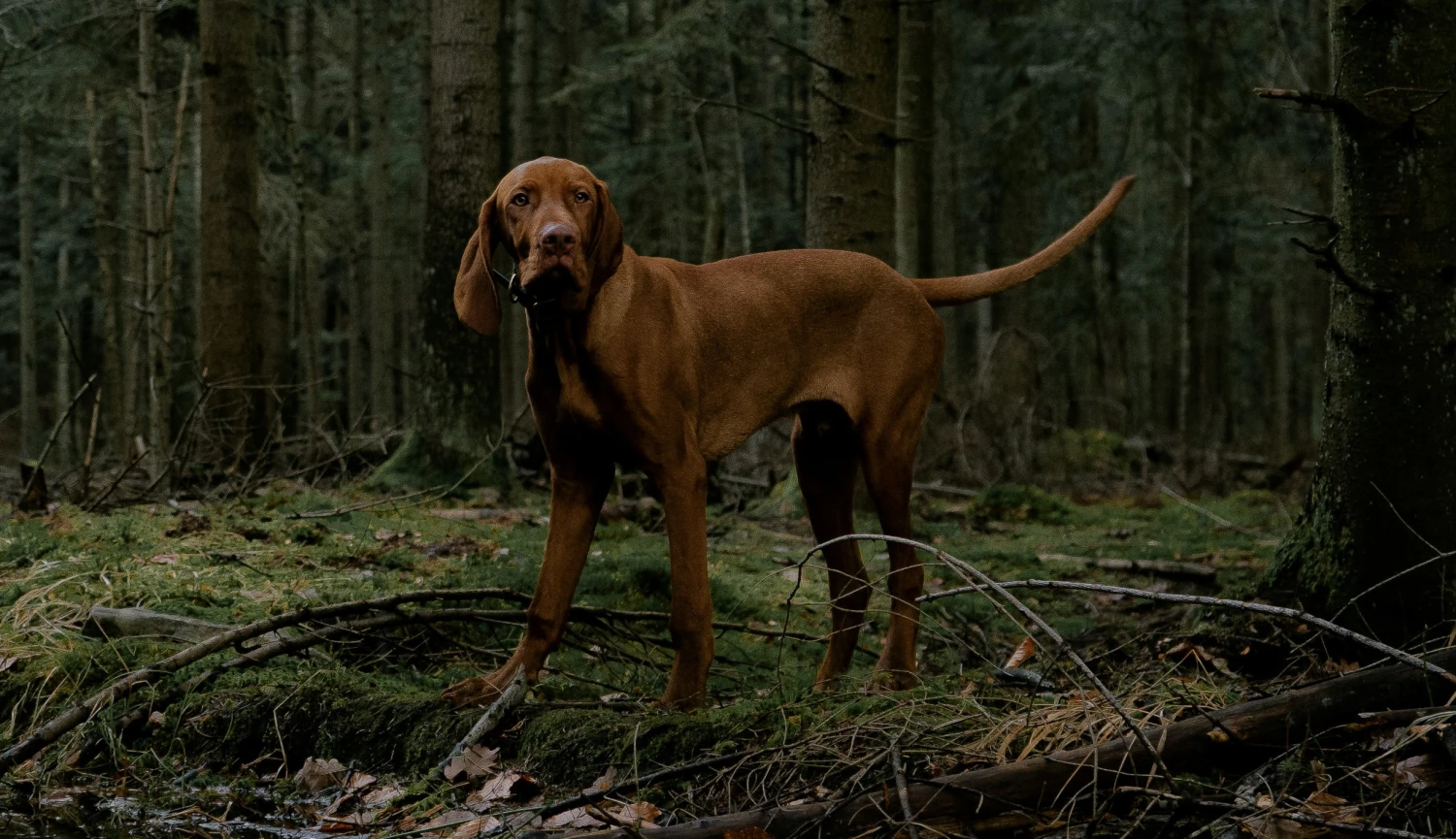 Královnina smečka psů. Jak Petr Vok v&nbsp;Česku založil díky Alžbětě I. chov ohařů