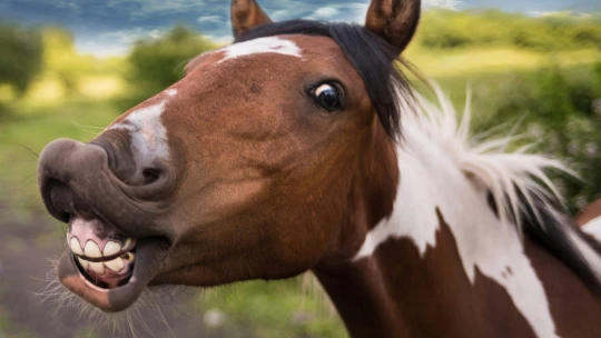 Ranní výběr: Je tu analogový rok a kdo se bojí, nesmí ke koním