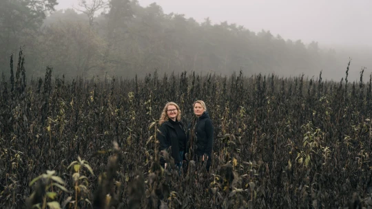 Co je to za divnou bramboru? Farma Oleško v zimě sklízí oblíbené topinambury