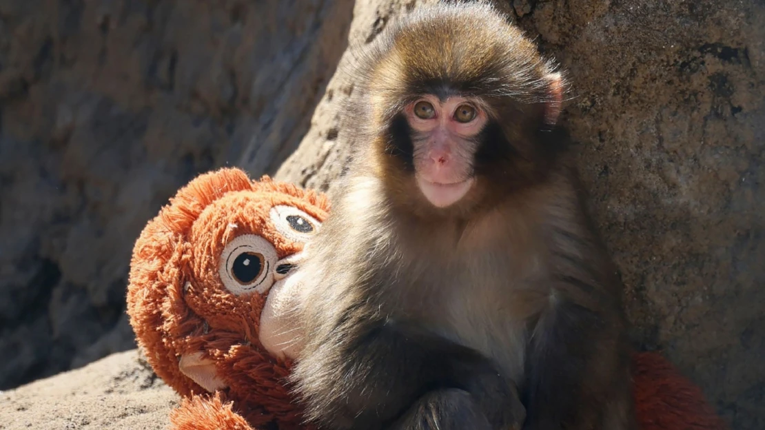 Kudy za hvězdou internetu? Opuštěný makak obývá japonskou zoo