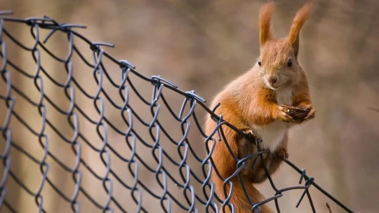 Chlupatí záškodníci. Na kolik lidstvo vyjdou škody způsobené zvířaty?
