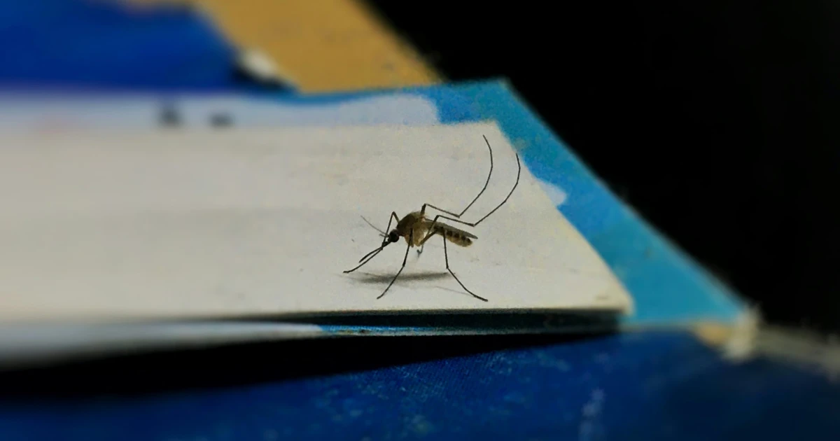 Ranní výběr: Vesmírný čmuchal, čínské tažení a komáři, kterým budete fandit