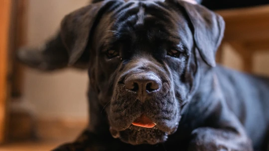 Klonování domácích mazlíčků nabírá na obrátkách. Jeden z&nbsp;nich žije i&nbsp;v&nbsp;Česku