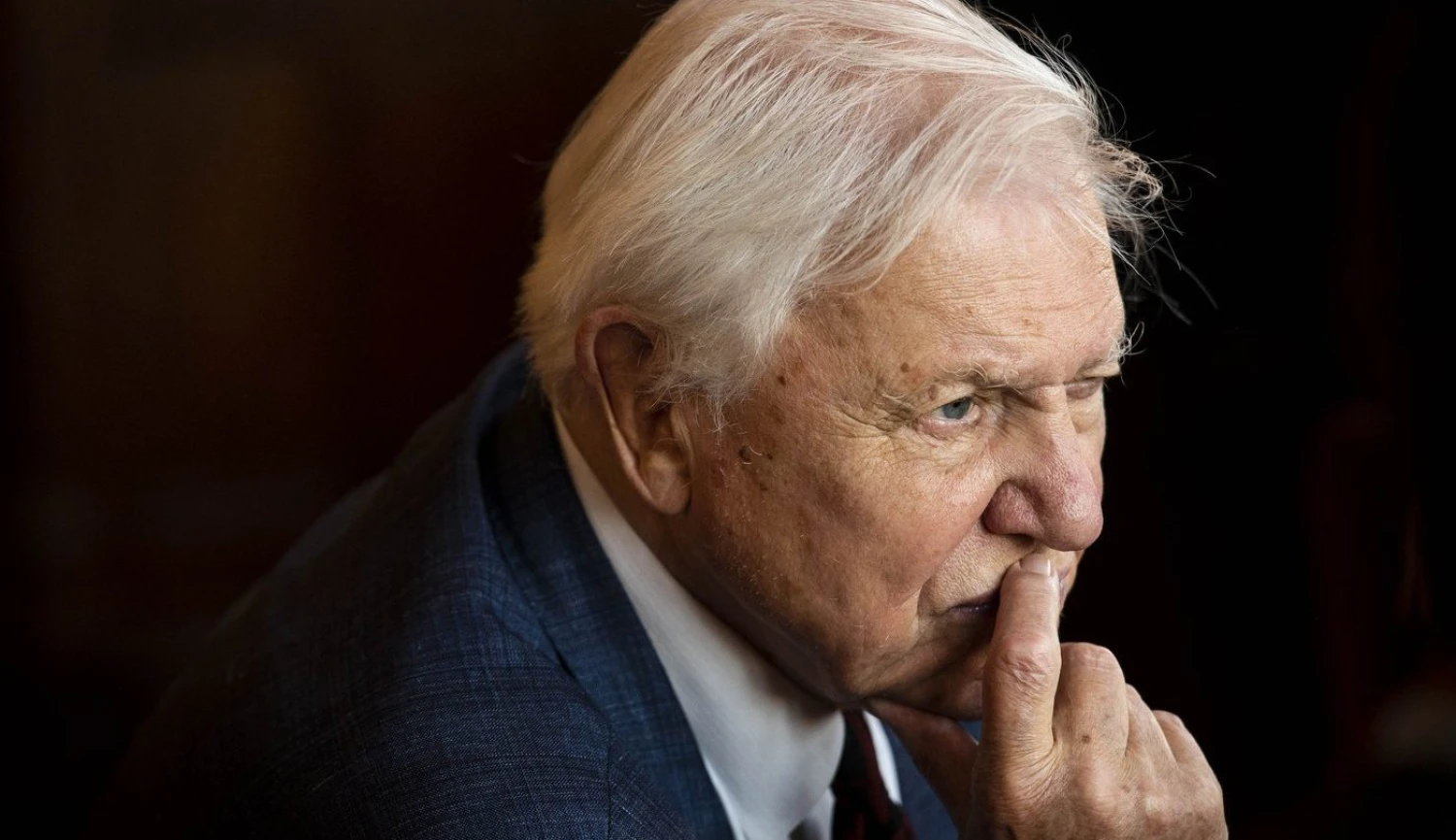 Já a Attenborough. Jak české osobnosti vnímají stoletého vypravěče přírody?