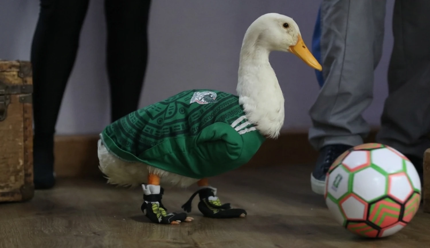 Upečou si Češi kachnu? Fotbalový šampionát baví i&nbsp;děním mimo trávníky