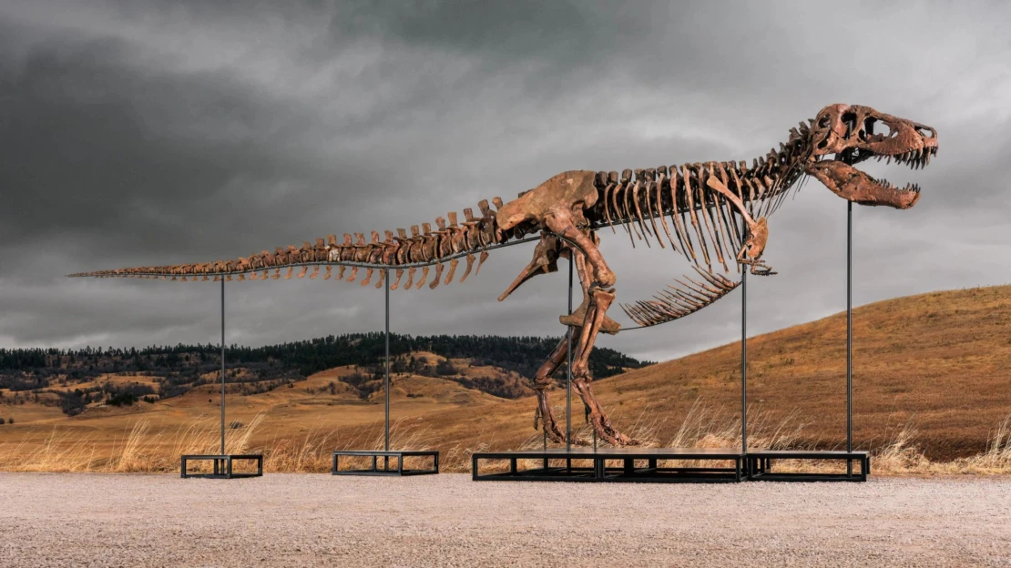 Miliarda za tyranosaura po telefonu. Byznys s kostrami láká i nejbohatší Čechy