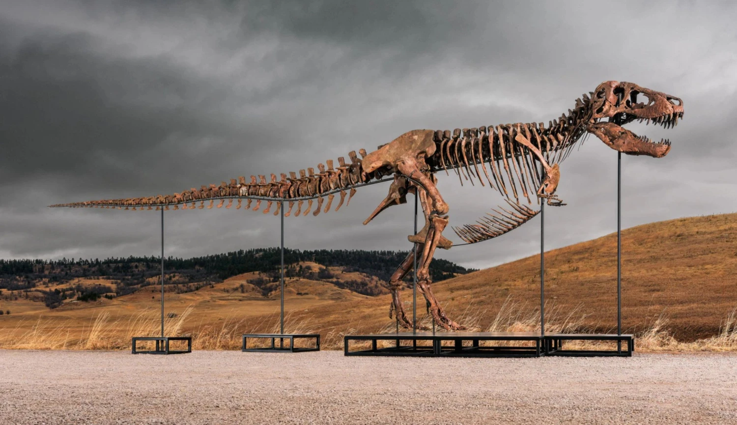Miliarda za tyranosaura po telefonu. Byznys s kostrami láká i nejbohatší Čechy