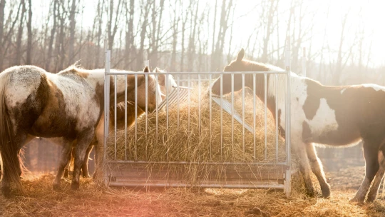 České farmáře a&nbsp;chovatele koní sužuje nedostatek sena. Záchranu hledají v&nbsp;Polsku